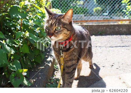 散歩中の猫とドクダミ草 62604220