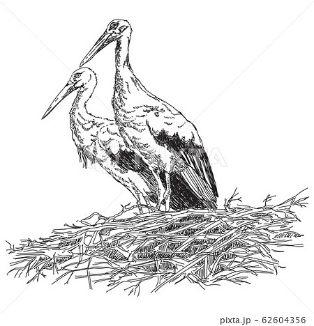 Storks couple in the nest vector illustratoin 62604356