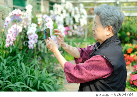 old elder woman taking flower photo in garden. 62604734