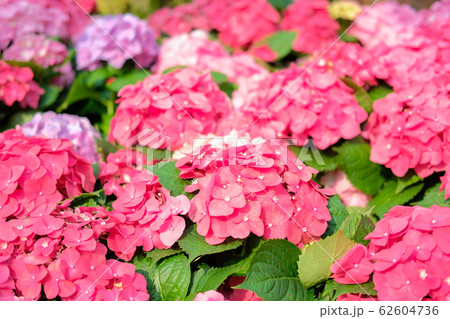 blooming pink hydrangea growing in flower garden 62604736