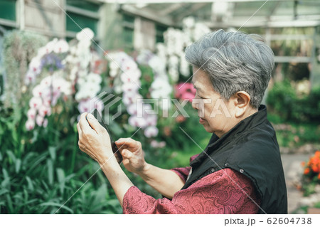 old elder woman taking flower photo in garden. 62604738