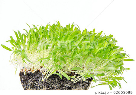 Brown millet seedlings and microgreen in potting compost with fine roots. Shoots of Panicum miliaceum, proso millet. Sprouts, green seedlings, young plants and cotyledons. Front view. Macro food photo Brown millet seedlings and microgreen in potting compost with fine roots. Shoots of Panicum miliaceum, proso millet. Sprouts, green seedlings, young plants and cotyledons. Front view. Macro food photo 62605099