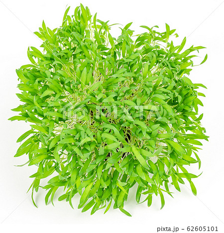 Brown millet microgreen from above, on white background. Shoots of Panicum miliaceum, also called proso millet. Sprouts, green seedlings, young plants and cotyledons. Closeup, macro food photo. Brown millet microgreen from above, on white background. Shoots of Panicum miliaceum, also called proso millet. Sprouts, green seedlings, young plants and cotyledons. Closeup, macro food photo. 62605101