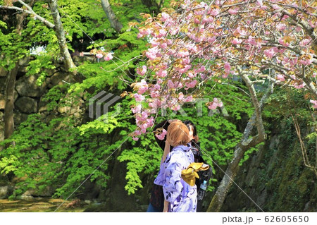 南禅寺の桜と着物女子 南禅寺の桜と着物女子 62605650