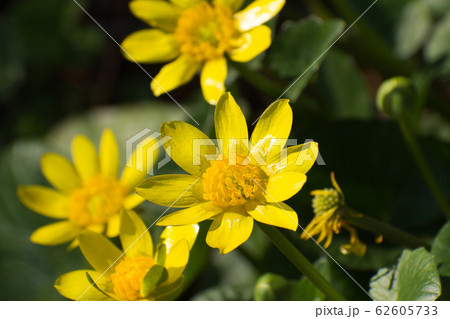 ヒメリュウキンカ 62605733