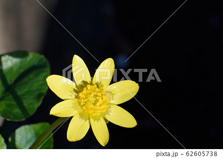 ヒメリュウキンカ 62605738