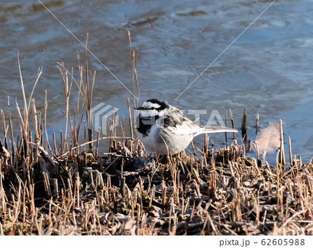 ハクセキレイ ハクセキレイ 62605988