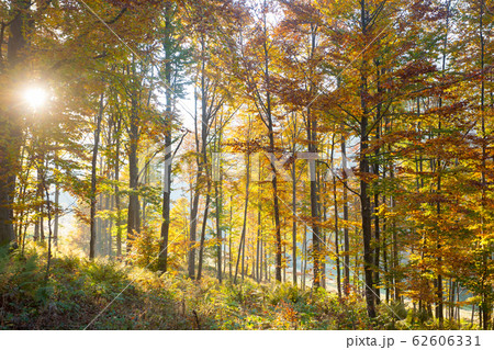 Trees in autumn season background. Autumn 62606331