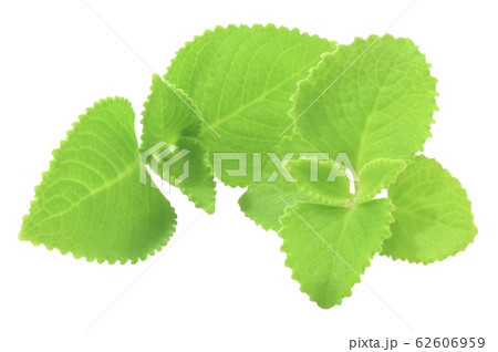 Bunch of Fresh Cuban Oregano on White Background Bunch of Fresh Cuban Oregano on White Background 62606959