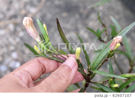 Hand Holding Ruellia Simplex or Mexican Petunia Hand Holding Ruellia Simplex or Mexican Petunia 62607107