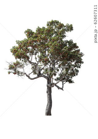 tree collections on a white background 62607311