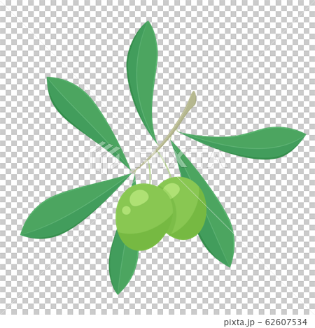 オリーブのイラスト オリーブのイラスト 62607534