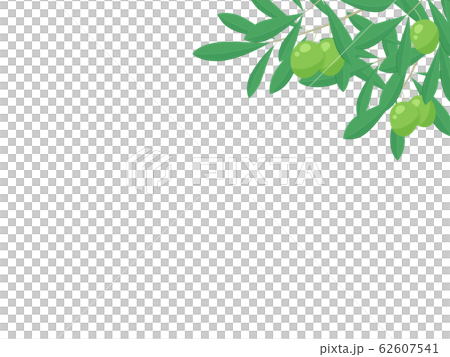 Olive frame illustration 62607541