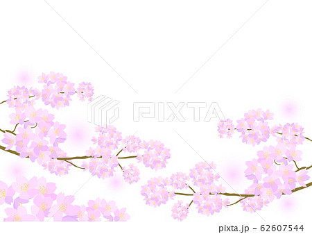 桜 ソメイヨシノ イラスト 背景 イラスト 白バックのイラスト素材
