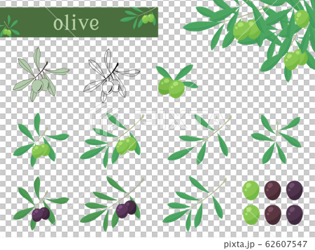 Olive illustration set 62607547