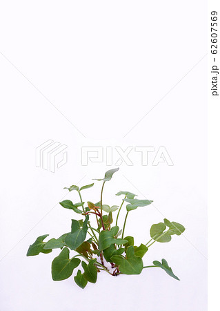 バックラリーソレル 62607569