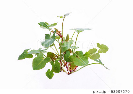 バックラリーソレル 62607570