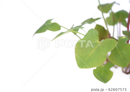 バックラリーソレル 62607573