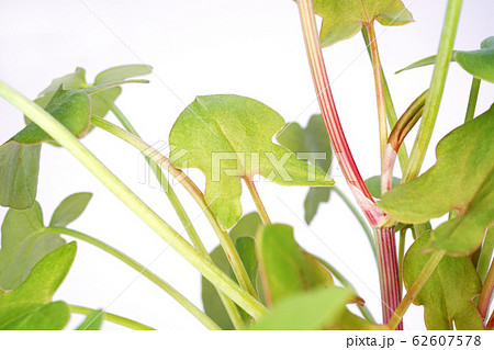 バックラリーソレル 62607578