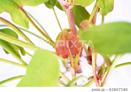 バックラリーソレル 62607580