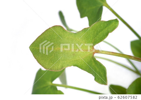 バックラリーソレル 62607582