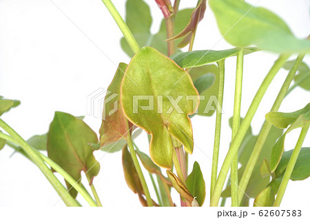 バックラリーソレル 62607583