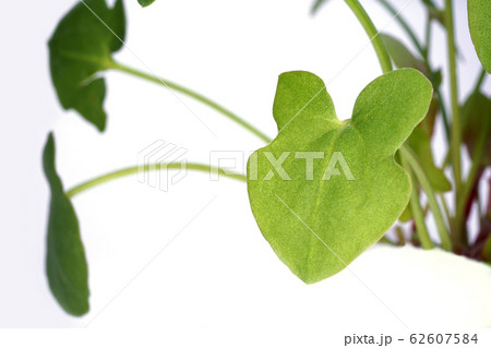 バックラリーソレル バックラリーソレル 62607584