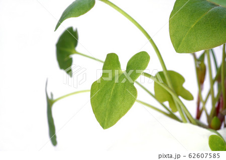 バックラリーソレル 62607585