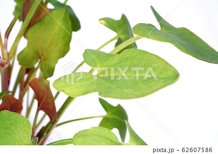 バックラリーソレル 62607586