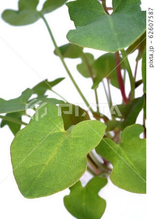 バックラリーソレル 62607587