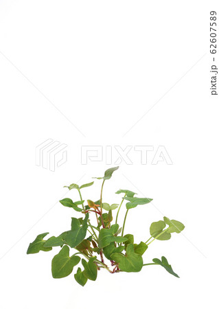 バックラリーソレル 62607589