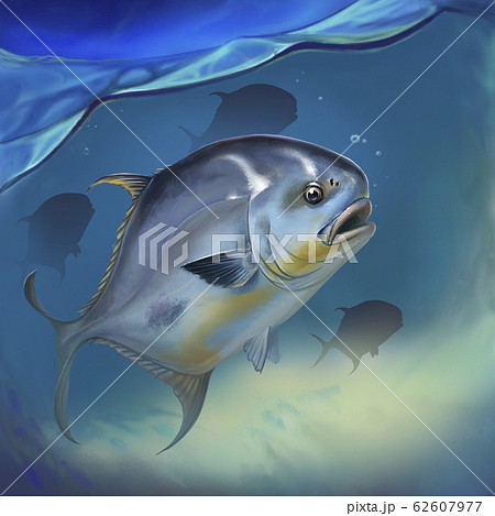 Permit fish on white Trachinotus blochii. Permit fish on underwater realistic illustration background. 62607977