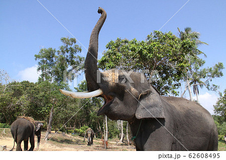 ビンタン島のインド象の写真素材