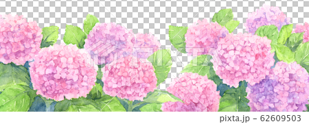 水彩アジサイ(紫)_ワイド 水彩アジサイ(紫)_ワイド 62609503