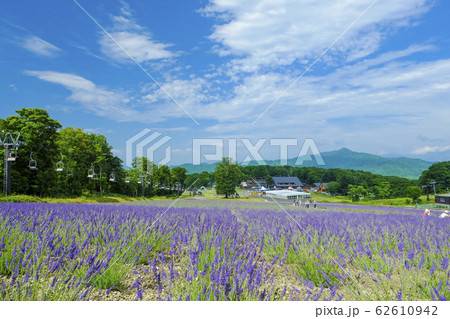 高原のラベンダー畑２の写真素材 [62610942] - PIXTA