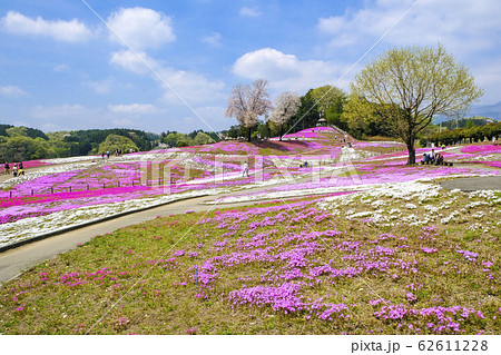 春の芝桜公園２ 62611228