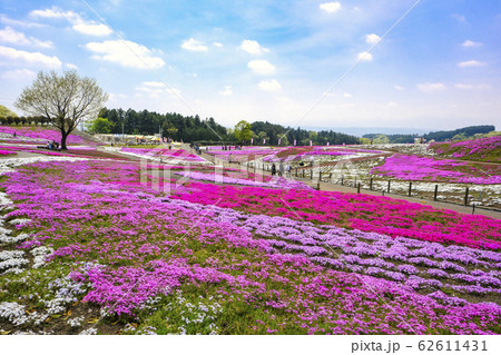 春の芝桜公園３ 62611431