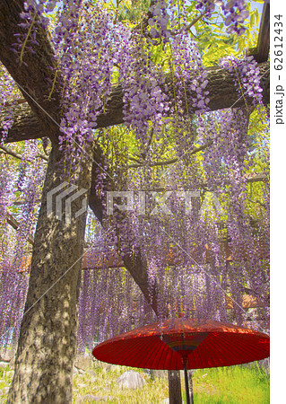 尾張津島藤まつり 尾張津島藤まつり 62612434
