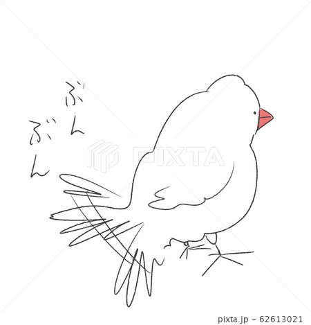 発情 メス 文鳥 白文鳥のイラスト素材