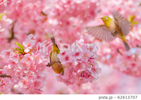 河津桜とメジロ 河津桜とメジロ 62613707