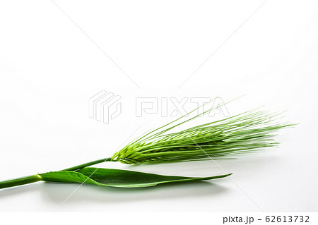 麦の穂　イメージ素材 62613732