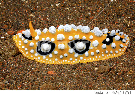 Nudibranch, Phyllidia ocellata 62613751