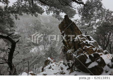 松 雪景色 冬の木 62613891