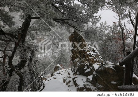 松 雪景色 冬の木 62613892