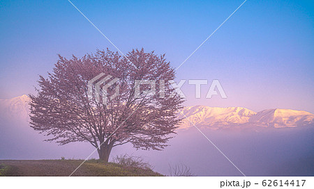 朝霧に包まれた北アルプスの一本桜 朝霧に包まれた北アルプスの一本桜 62614417
