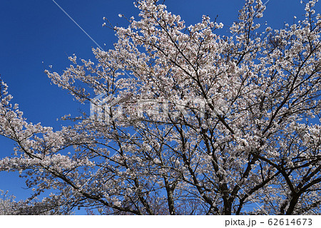 辰ノ口親水公園 2019-4-11 #22 辰ノ口親水公園 2019-4-11 #22 62614673