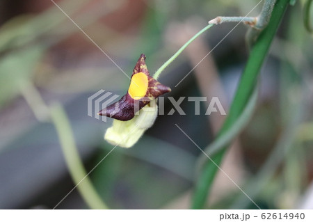 アリマウマノスズクサ 有馬 馬の鈴草 の写真素材