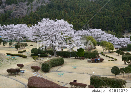 やすらぎの里公園　2019－4－11　　＃9 62615070