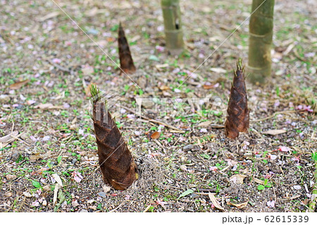 タケノコ狩り 62615339