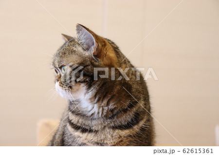 優しい表情横顔鼻ぺちゃ猫アメリカンショートヘアー 62615361